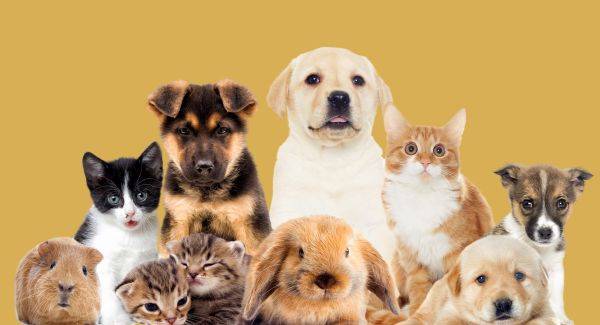 produtos para o seu pet 